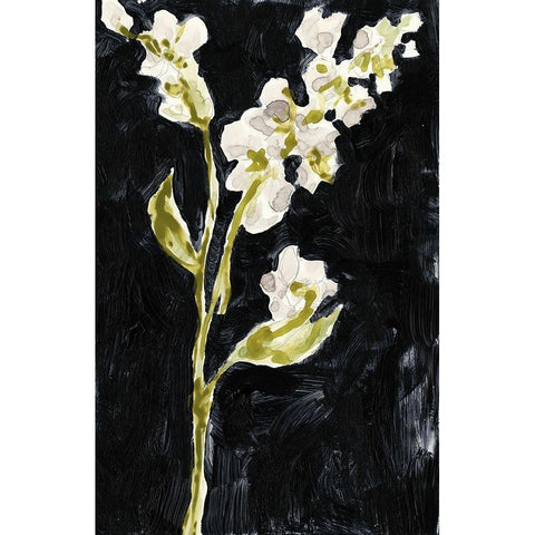 Midnight Phlox II White Modern Wood Framed Art Print by Goldberger, Jennifer