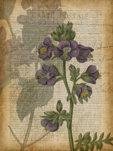 Fuchsia Flowers I White Modern Wood Framed Art Print with Double Matting by Studio W