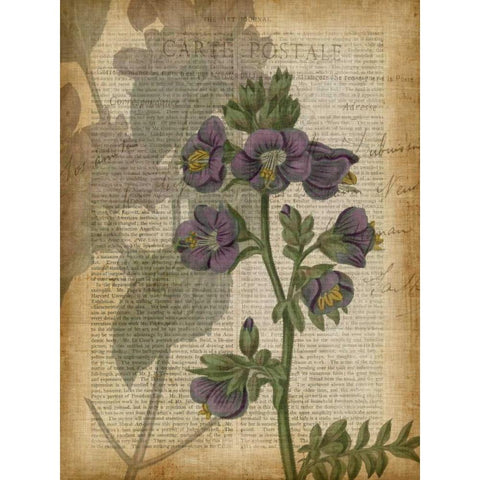 Fuchsia Flowers I Black Modern Wood Framed Art Print by Studio W