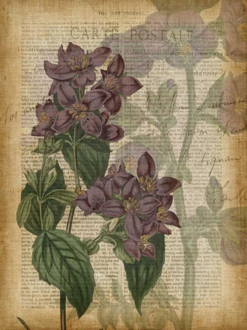 Fuchsia Flowers II White Modern Wood Framed Art Print with Double Matting by Studio W