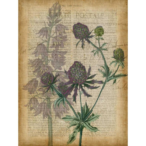 Fuchsia Flowers III White Modern Wood Framed Art Print by Studio W