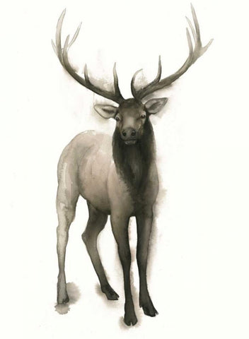 Majestic Wildlife II White Modern Wood Framed Art Print with Double Matting by Popp, Grace