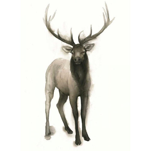 Majestic Wildlife II Black Modern Wood Framed Art Print by Popp, Grace