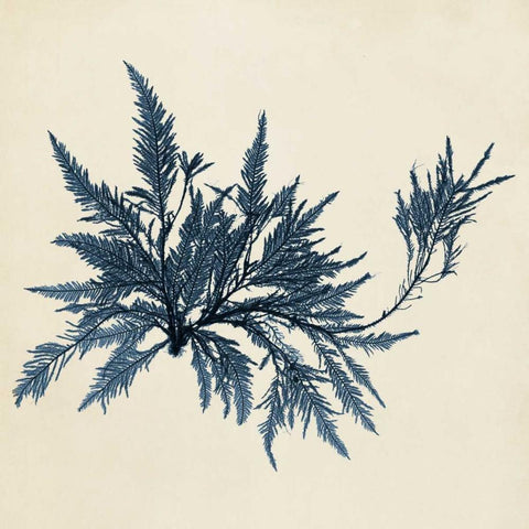 Coastal Seaweed VII Black Modern Wood Framed Art Print by Vision Studio