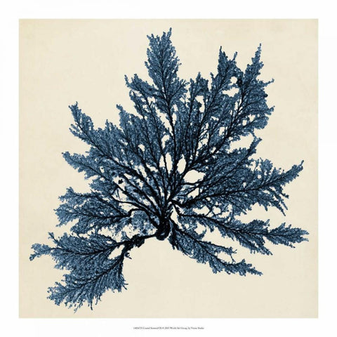 Coastal Seaweed IX Black Modern Wood Framed Art Print with Double Matting by Vision Studio