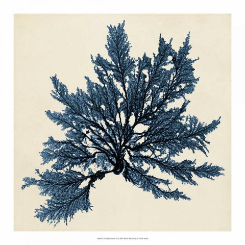 Coastal Seaweed IX Black Ornate Wood Framed Art Print with Double Matting by Vision Studio