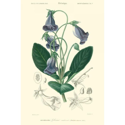Embellished Floral Botanique I White Modern Wood Framed Art Print by DOrbigny, N.Charles