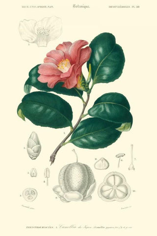 Embellished Floral Botanique II White Modern Wood Framed Art Print with Double Matting by DOrbigny, N.Charles