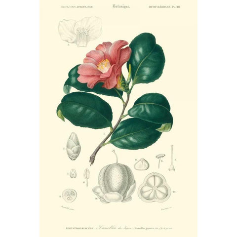 Embellished Floral Botanique II Black Modern Wood Framed Art Print by DOrbigny, N.Charles