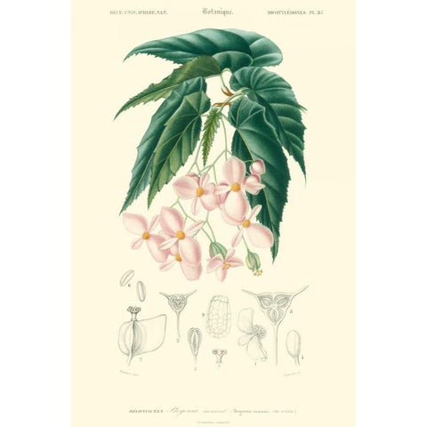 Embellished Floral Botanique III Gold Ornate Wood Framed Art Print with Double Matting by DOrbigny, N.Charles