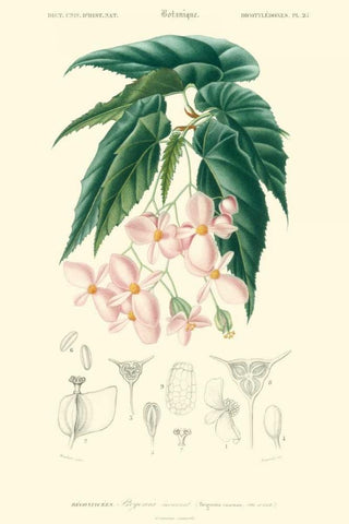 Embellished Floral Botanique III White Modern Wood Framed Art Print with Double Matting by DOrbigny, N.Charles