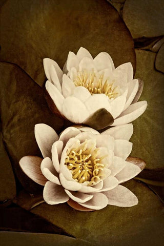 Lily Pad Duo I Black Ornate Wood Framed Art Print with Double Matting by Perry, Rachel