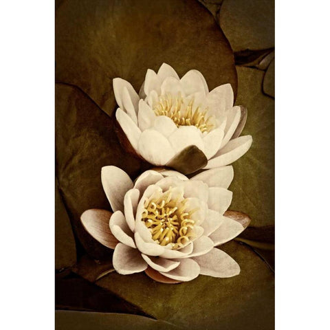 Lily Pad Duo I Black Modern Wood Framed Art Print with Double Matting by Perry, Rachel
