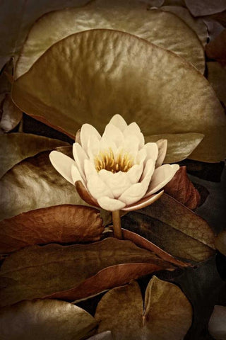 Lily Pad Duo II White Modern Wood Framed Art Print with Double Matting by Perry, Rachel