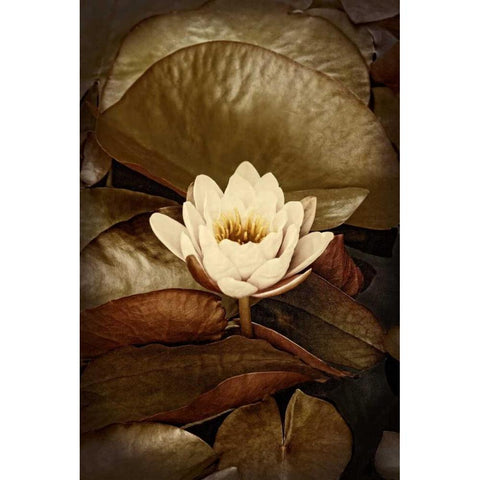 Lily Pad Duo II Black Modern Wood Framed Art Print by Perry, Rachel