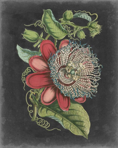 Dramatic Tropical Beauty I Black Ornate Wood Framed Art Print with Double Matting by Wiek, John