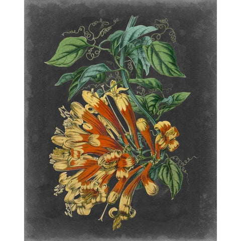 Dramatic Tropical Beauty II Black Modern Wood Framed Art Print with Double Matting by Wiek, John