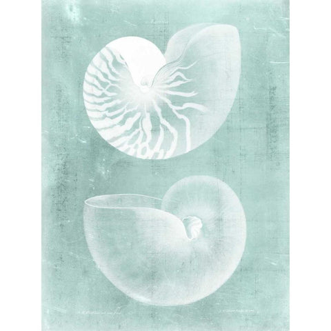 Nautilus on Spa I Black Modern Wood Framed Art Print with Double Matting by Vision Studio