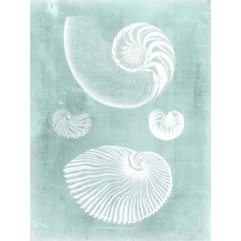 Nautilus on Spa II White Modern Wood Framed Art Print by Vision Studio