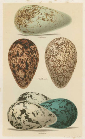 Antique Bird Egg Study I Black Ornate Wood Framed Art Print with Double Matting by Seehohm, Henry