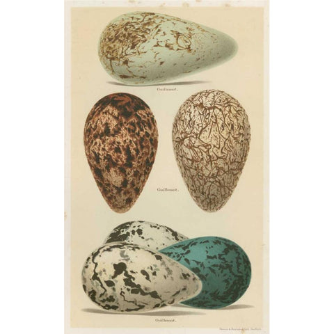 Antique Bird Egg Study I Black Modern Wood Framed Art Print by Seehohm, Henry