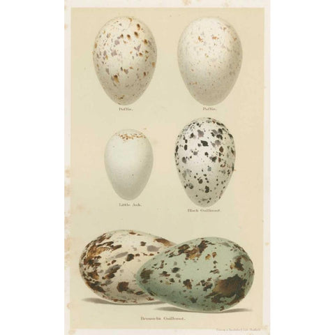 Antique Bird Egg Study II Black Modern Wood Framed Art Print with Double Matting by Seehohm, Henry