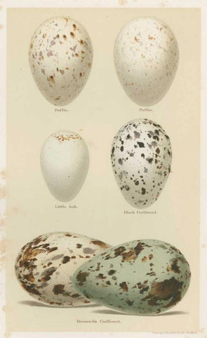 Antique Bird Egg Study II White Modern Wood Framed Art Print with Double Matting by Seehohm, Henry
