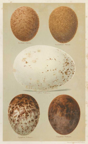 Antique Bird Egg Study III Black Ornate Wood Framed Art Print with Double Matting by Seehohm, Henry