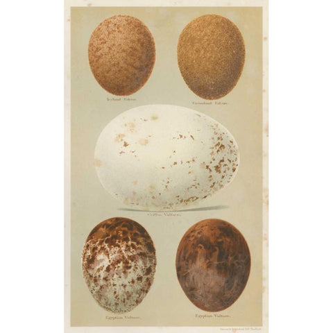 Antique Bird Egg Study III Black Modern Wood Framed Art Print with Double Matting by Seehohm, Henry