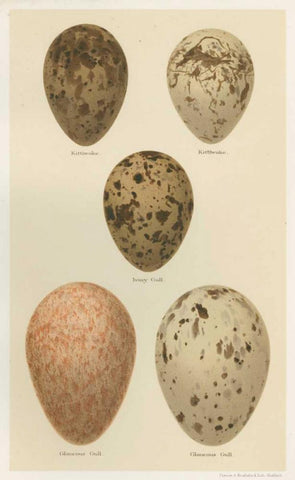Antique Bird Egg Study IV White Modern Wood Framed Art Print with Double Matting by Seehohm, Henry