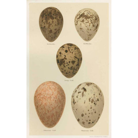 Antique Bird Egg Study IV Black Modern Wood Framed Art Print with Double Matting by Seehohm, Henry