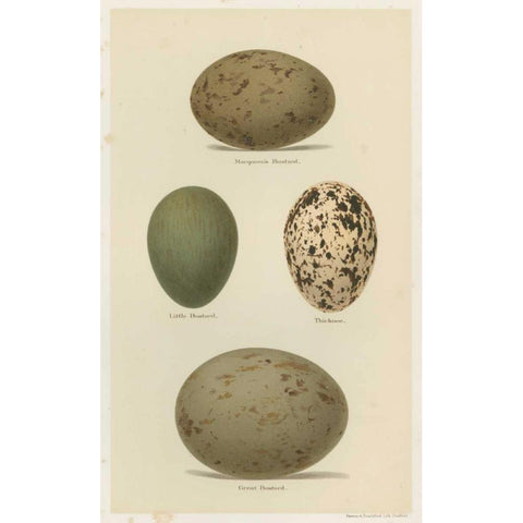 Antique Bird Egg Study V Gold Ornate Wood Framed Art Print with Double Matting by Seehohm, Henry