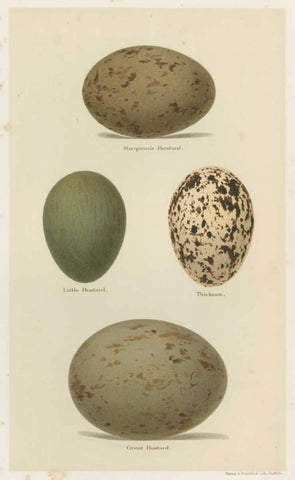 Antique Bird Egg Study V Black Ornate Wood Framed Art Print with Double Matting by Seehohm, Henry