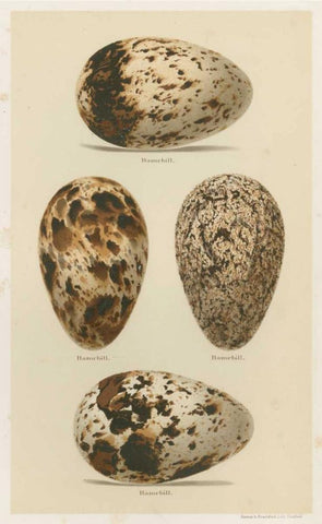Antique Bird Egg Study VI Black Ornate Wood Framed Art Print with Double Matting by Seehohm, Henry