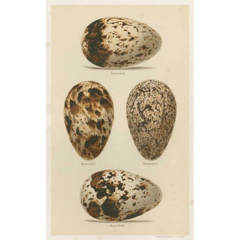 Antique Bird Egg Study VI Black Modern Wood Framed Art Print by Seehohm, Henry