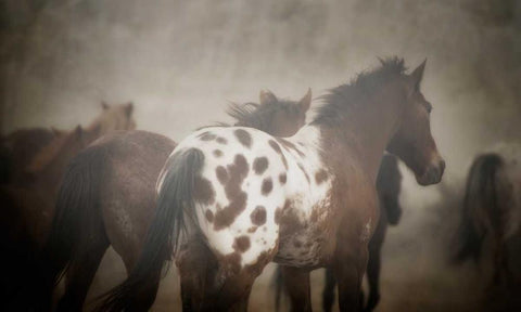 Appaloosa White Modern Wood Framed Art Print with Double Matting by PHBurchett