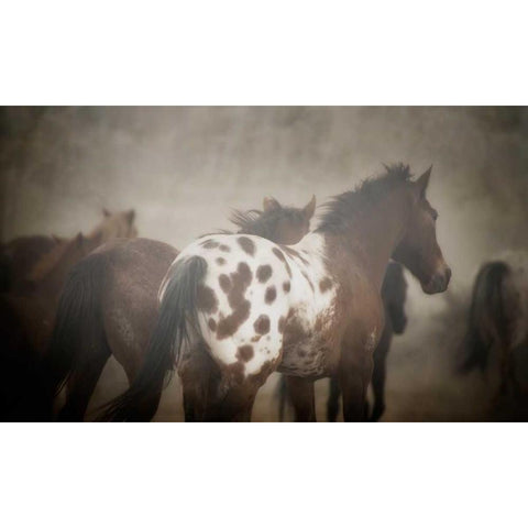 Appaloosa White Modern Wood Framed Art Print by PHBurchett