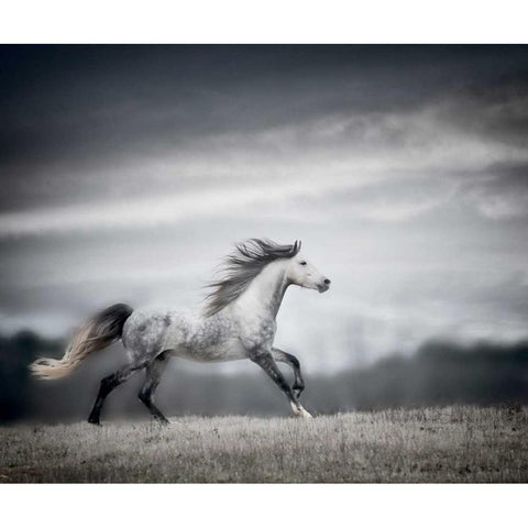 Wind Blown Mane II Black Modern Wood Framed Art Print with Double Matting by PHBurchett