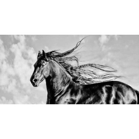 Wind Blown Mane IV Black Modern Wood Framed Art Print with Double Matting by PHBurchett