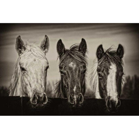 Three Amigos I Black Modern Wood Framed Art Print with Double Matting by PHBurchett