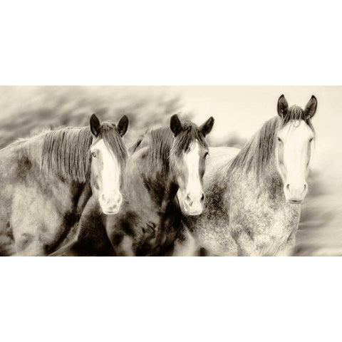 Three Amigos II White Modern Wood Framed Art Print by PHBurchett