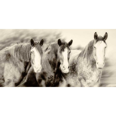 Three Amigos II Black Modern Wood Framed Art Print with Double Matting by PHBurchett