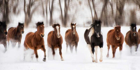 Snow Run I Black Ornate Wood Framed Art Print with Double Matting by PHBurchett