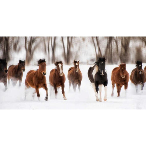 Snow Run I Black Modern Wood Framed Art Print by PHBurchett