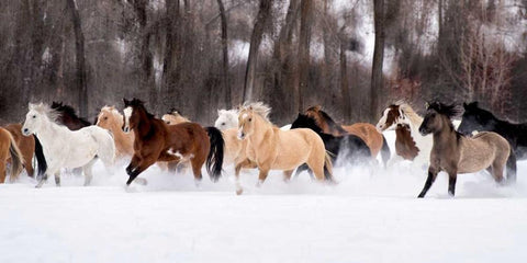 Snow Run II White Modern Wood Framed Art Print with Double Matting by PHBurchett