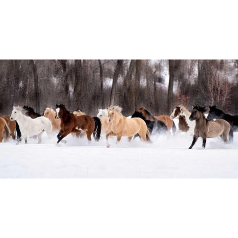 Snow Run II Black Modern Wood Framed Art Print with Double Matting by PHBurchett