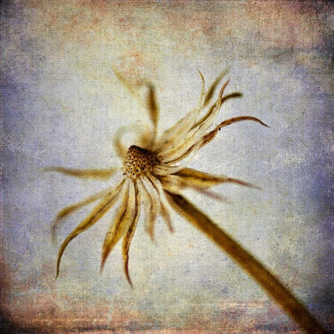 Grunge Remnants III White Modern Wood Framed Art Print by Malek, Honey