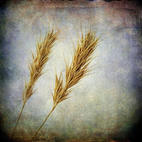 Grunge Remnants VI White Modern Wood Framed Art Print with Double Matting by Malek, Honey