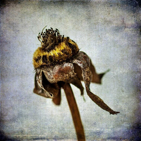 Grunge Remnants VII White Modern Wood Framed Art Print with Double Matting by Malek, Honey