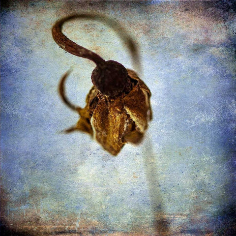 Grunge Remnants VIII Black Modern Wood Framed Art Print with Double Matting by Malek, Honey